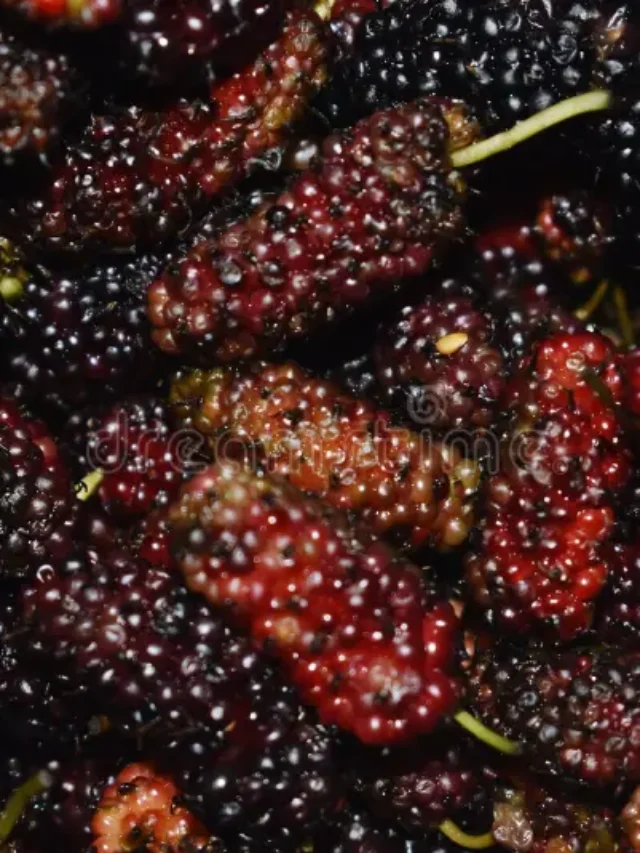 close-up-short-shahtoot-mulberry-close-up-short-shahtoot-mulberry-fruit-black-ripe-testy-223928439